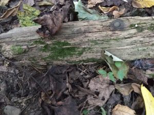 Log with moss