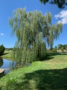 Willow tree to my right-picture taken September 18th.