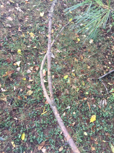 moss on branch