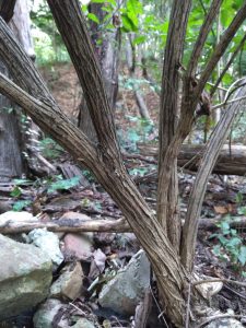 bush honeysuckly bark