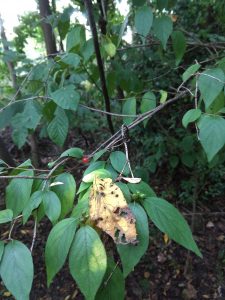 Bush honeysuckle berries