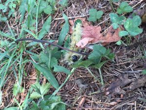 American dagger moth caterpillar