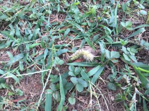 fuzzy not touchy caterpillar 