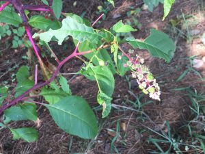 flower from plant