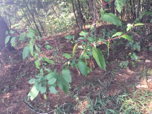 pokeweed from blog 1