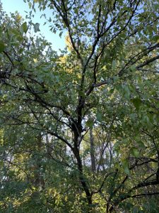 Elm branches