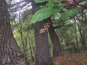 green flowers will change to white