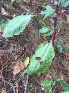 kale looking leaf