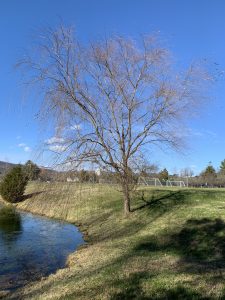 The willow tree on December 4th.