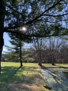 The pine tree above my sit spot and the barren trees behind it-photo taken December 4th.