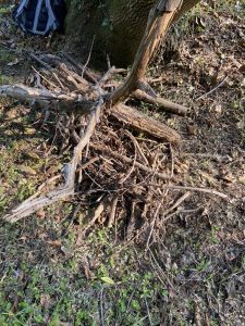 The fallen pile of sticks and branches 