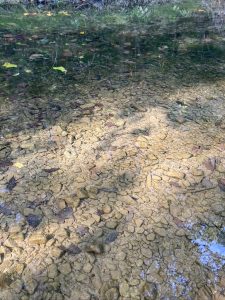 The surface of the creek with water bugs 