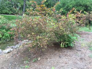 Shrubs/bushes to follow up on