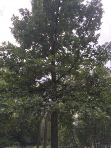 Oak tree to follow up on