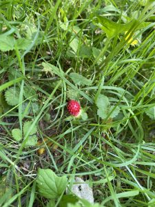 A Single Strawberry