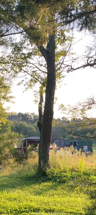 Lichen on tree