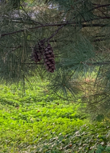 Pinecones on Pine tree