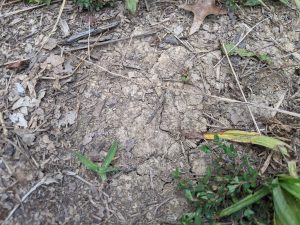 A picture of a place near my sitspot where the grass isn't growing and the ground there is cracked and dry.