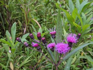 Bright purple flowers that are in various stages of blooming and getting ready to bloom.