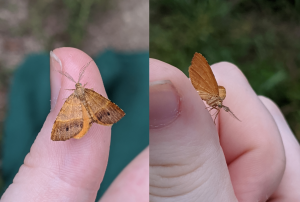 two pictures of a brightly colored orange moth. it has two pairs of wings, and a design like eyes on the top pair.