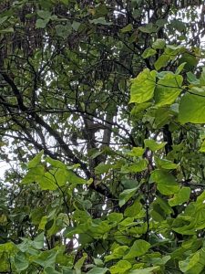 A squirrel hiding among the leaves of a tree, balanced against a trunk