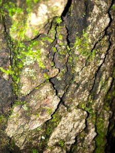 One of the ants from the second trunk, climbing through some moss.