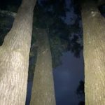 The three trunks of the Norway Maple