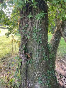 The tree with Japanese honeysuckle growing up the side. 