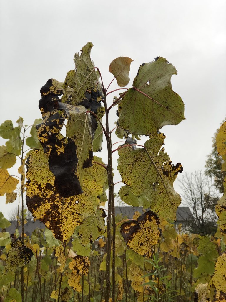 Eastern Cottonwood