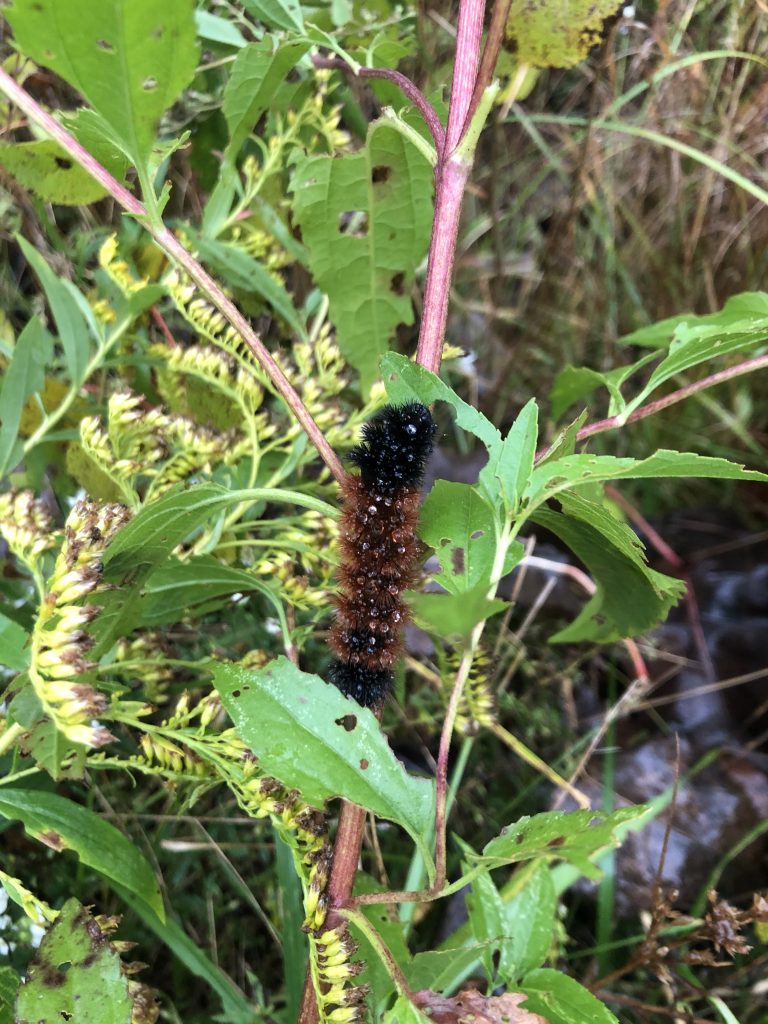 Banded Wooly Bear Caterpillar