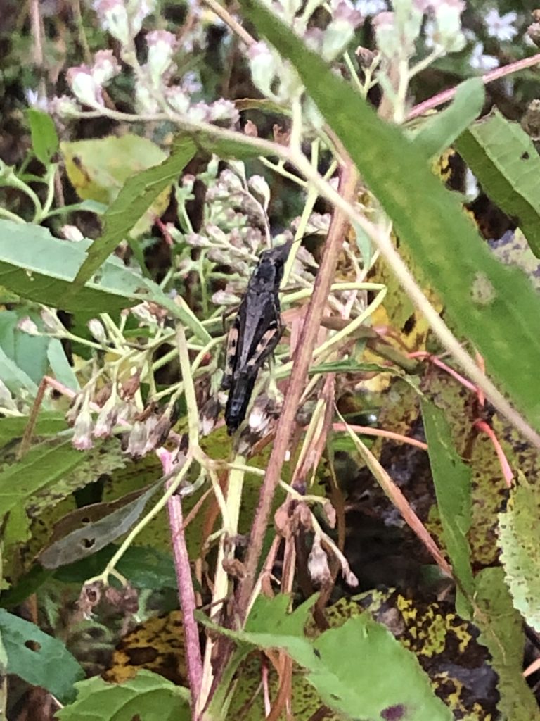 Red-Legged Grasshopper