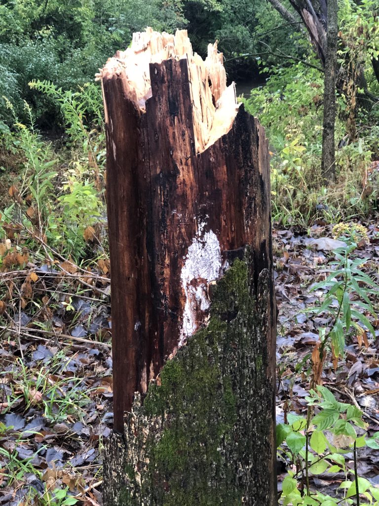 Stump at North Edge of Spot