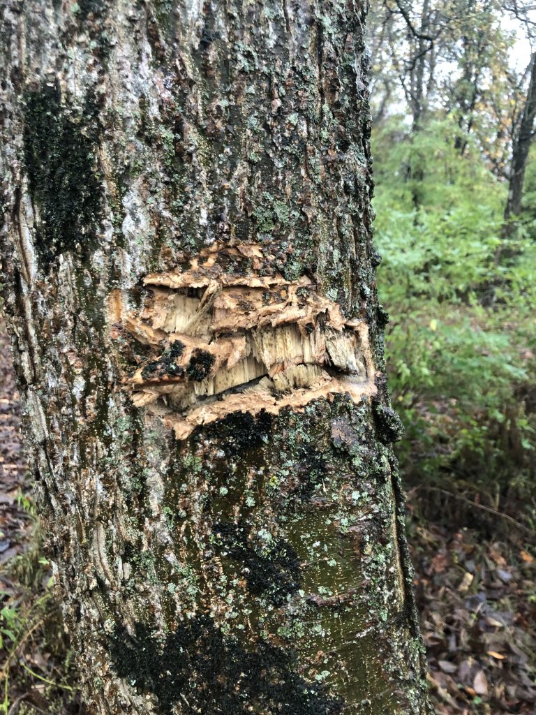 Tree Northeast with Bark Damage