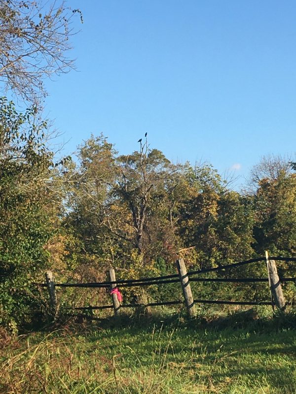 Two medium-sized black birds