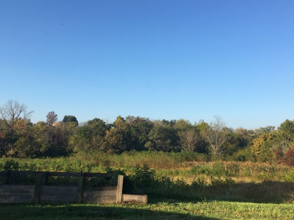 Changing Colors of Leaves