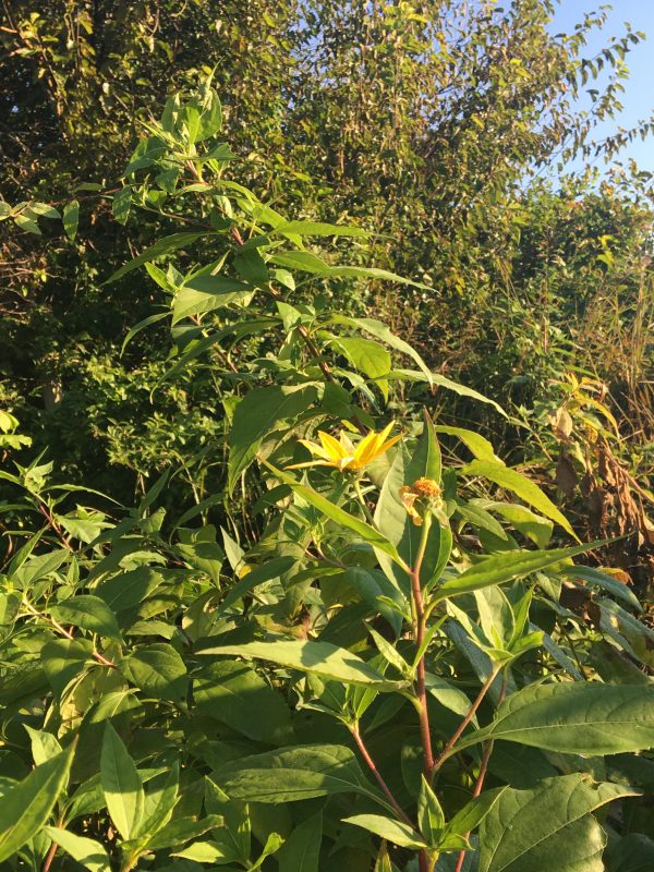 Yellow Flowering Plant