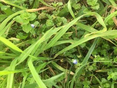 plant #2: Grey Field-speedwell