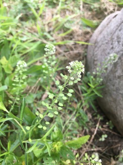 white flowers