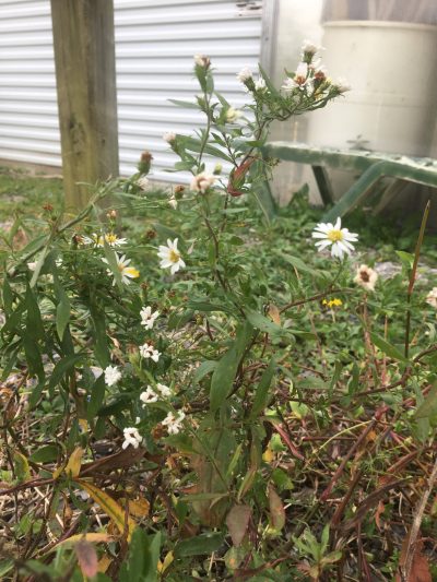 plant #1: White Heath Aster