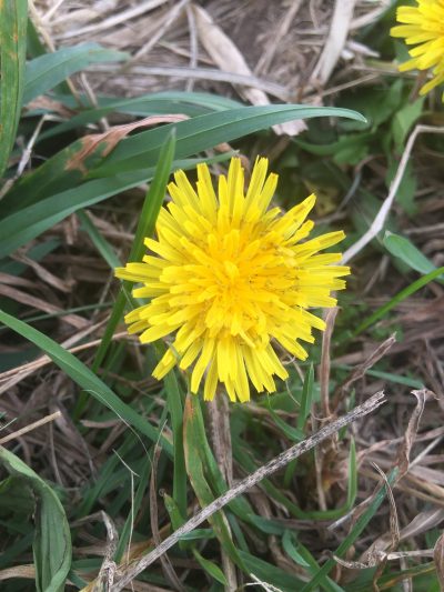 yellow flower