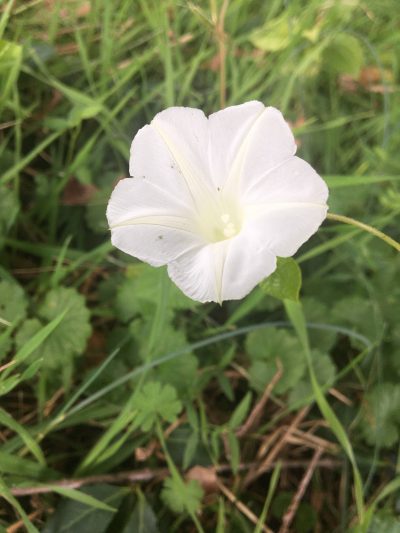 Bindweed