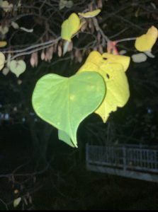 Eastern Redbud leaves