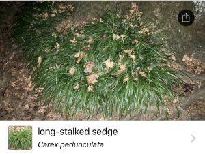 long-stalked sedge ID