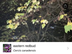 eastern redbud ID