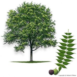 Black Walnut Tree Example