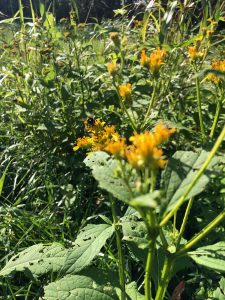 Yellow Crownbeard