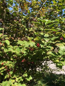 Red Currant