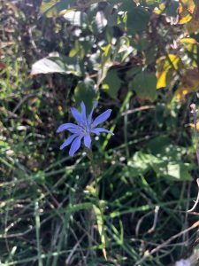 Chicory Flower