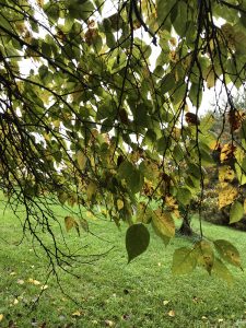 Thinning Canopy