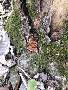 Stump with Fungi